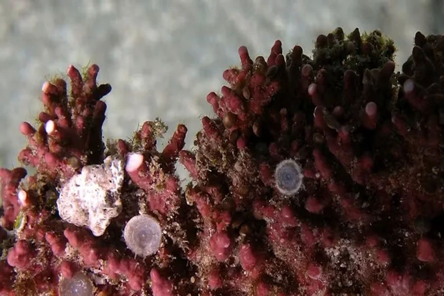 Sistema brasileiro usa IA para proteger ecossistemas no fundo do mar