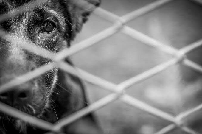 Projeto prevê cobrança a autores de maus-tratos contra animais em Manaus
