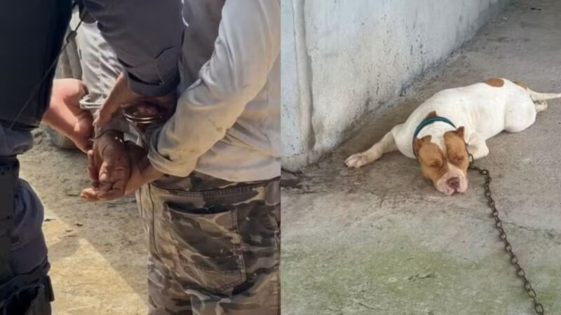 Homem é preso em Presidente Figueiredo após vídeo de abuso sexual contra cachorro