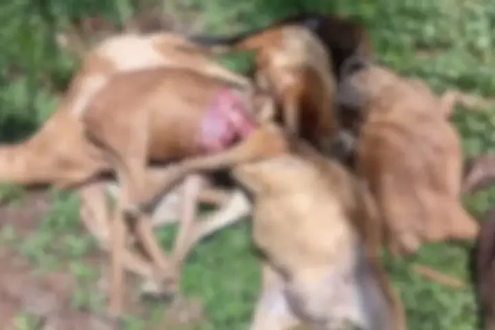 Ataque de onça mata 11 ovinos no campus do Ifam de São Gabriel da Cachoeira